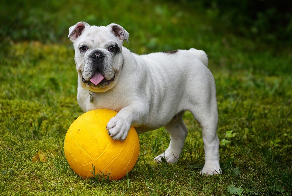 Significato dei sogni di cane e cucciolo 