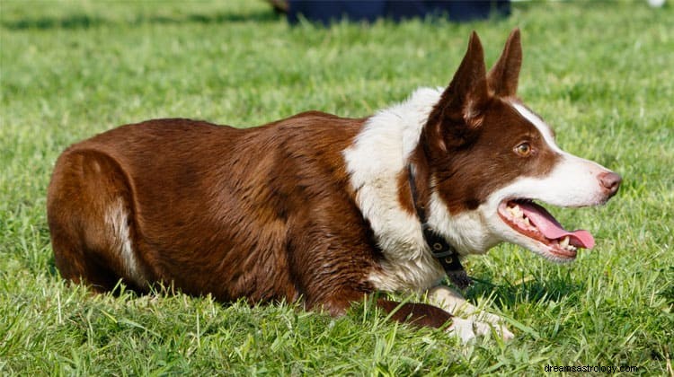 Hund og valp drømmebetydning 