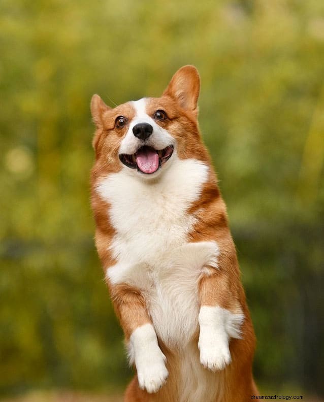 犬と子犬の夢の意味 