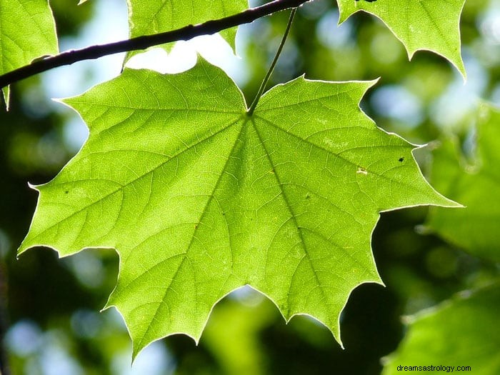 Significato e simbolismo del sogno dell albero 