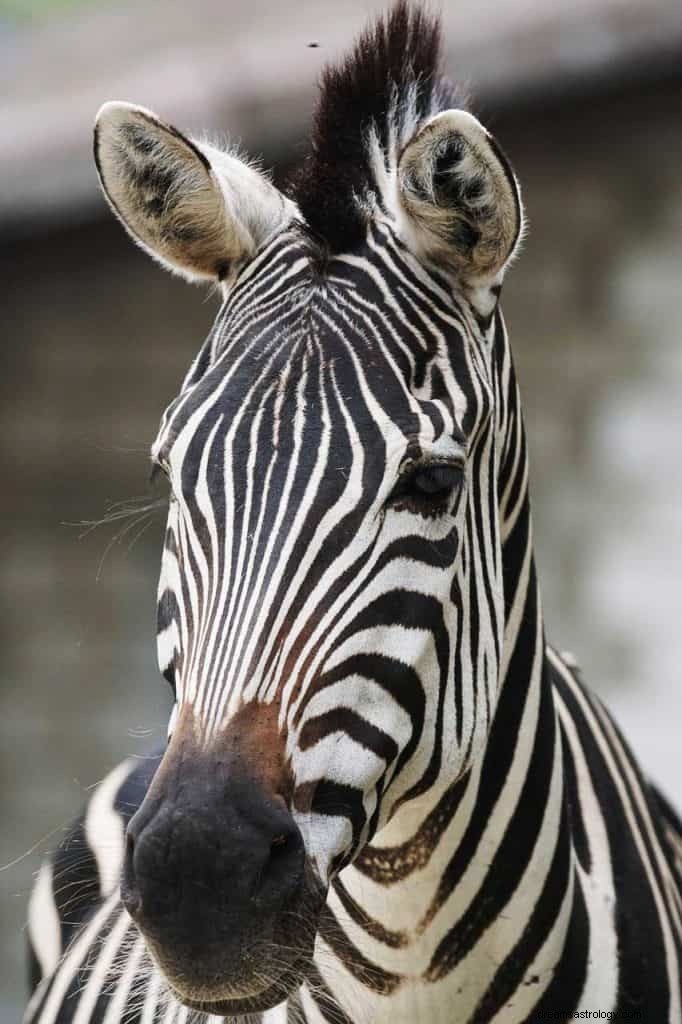 Bedeutung des Zebra-Traumsymbols 