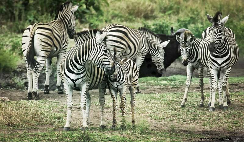Bedeutung des Zebra-Traumsymbols 