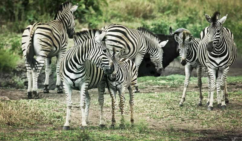 Significado do símbolo dos sonhos de zebra 