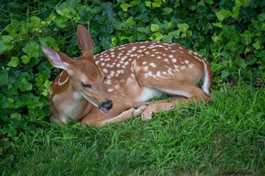 Significato del sogno di edera 