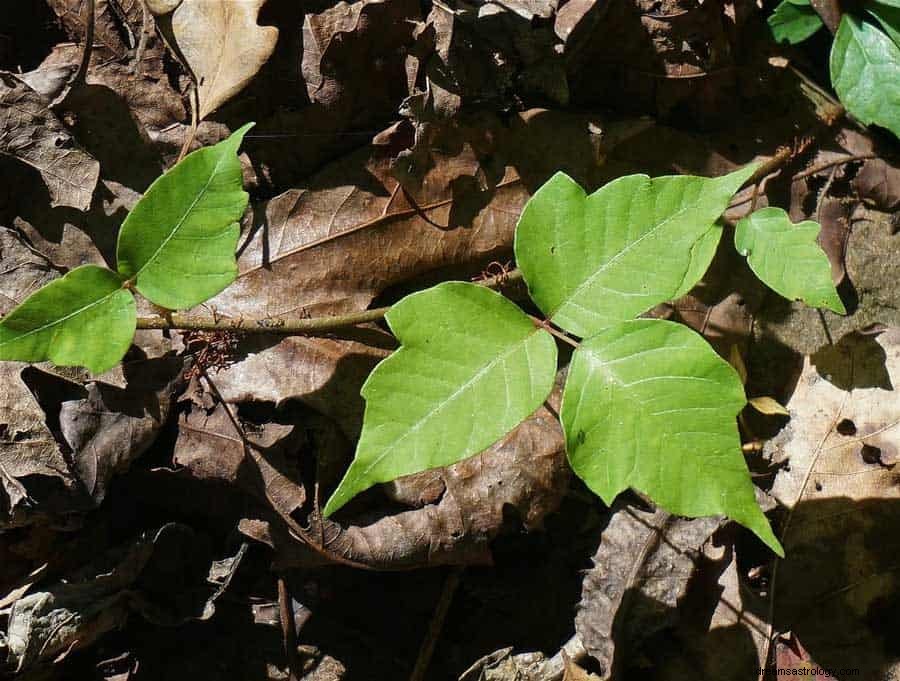 Ivy Dream Betydning 