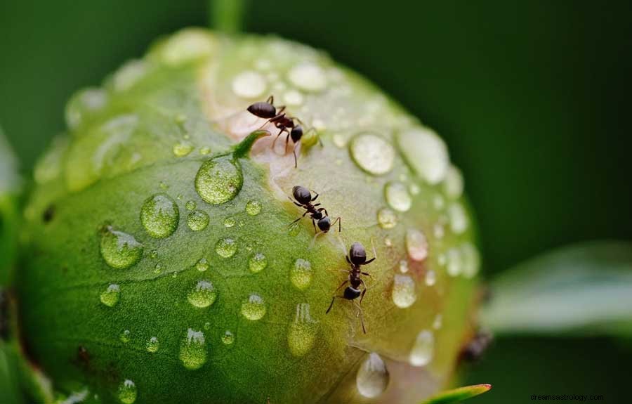 Significato del simbolo del sogno di insetti e insetti 