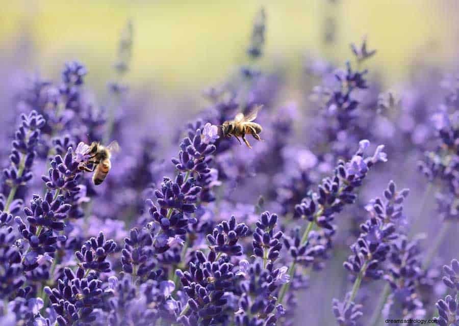 Insekter og insekter Drømmesymbol Betydning 