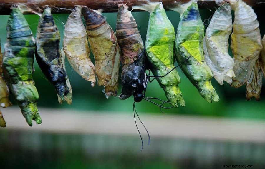 Significado do símbolo dos sonhos de insetos e insetos 