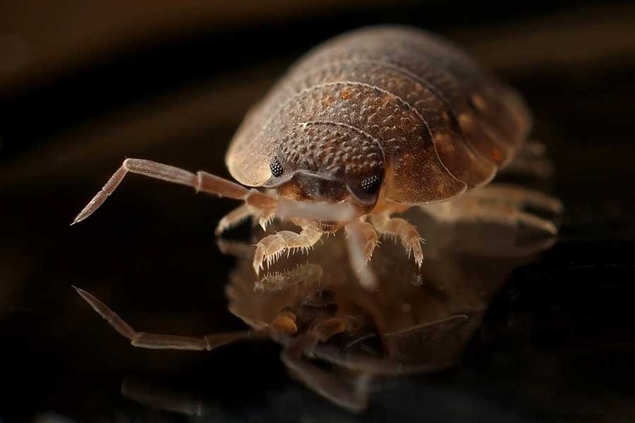 Signification du symbole de rêve d insectes et de bogues 