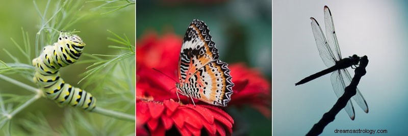 Insekter och insekter Dream Symbol Betydelse 