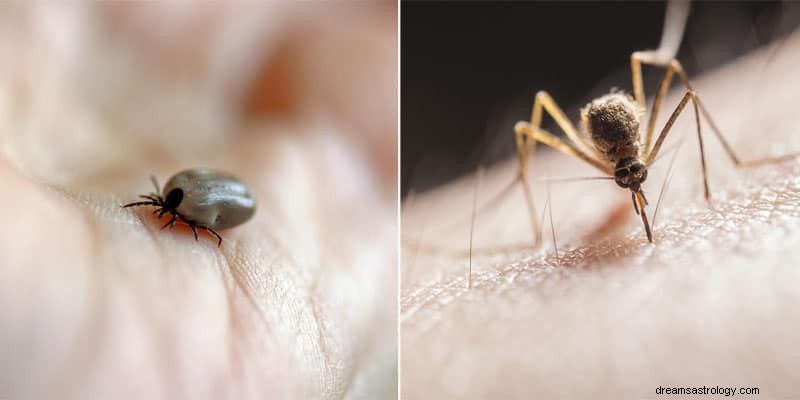 Insekten und Käfer Traumsymbol Bedeutung 