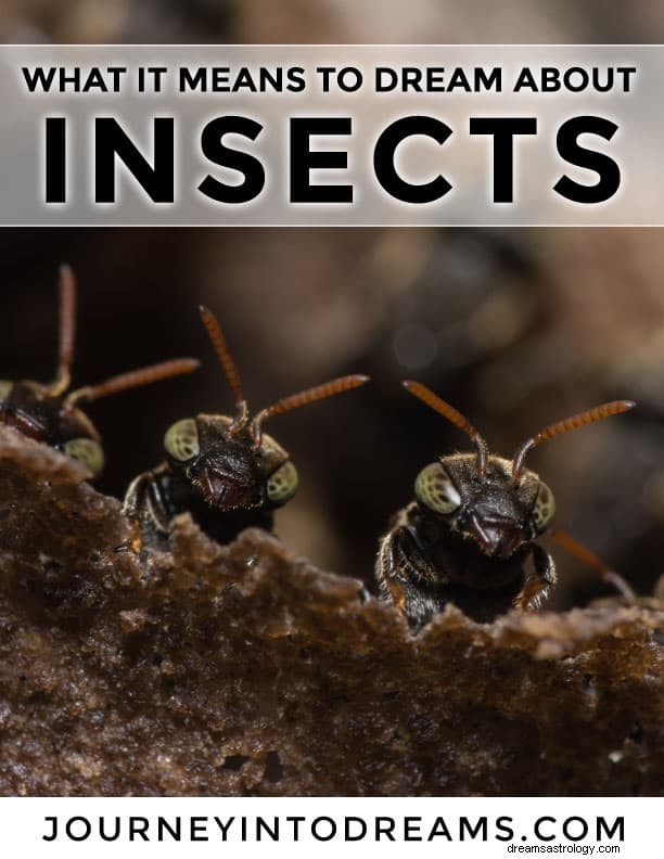 Insekter og insekter Drømmesymbolets betydning 