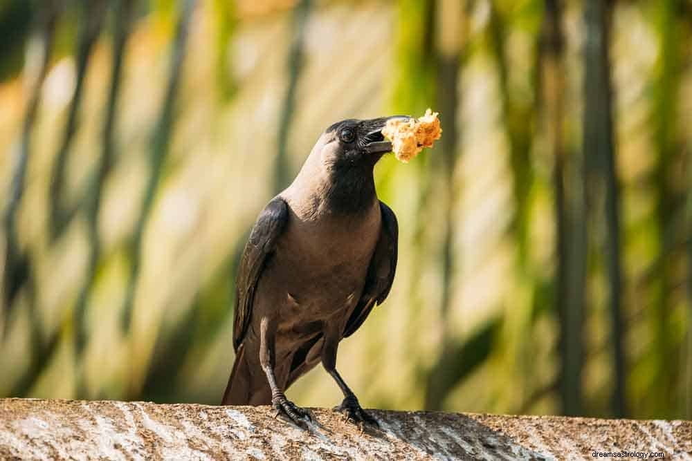 カラスの夢のシンボル意味 