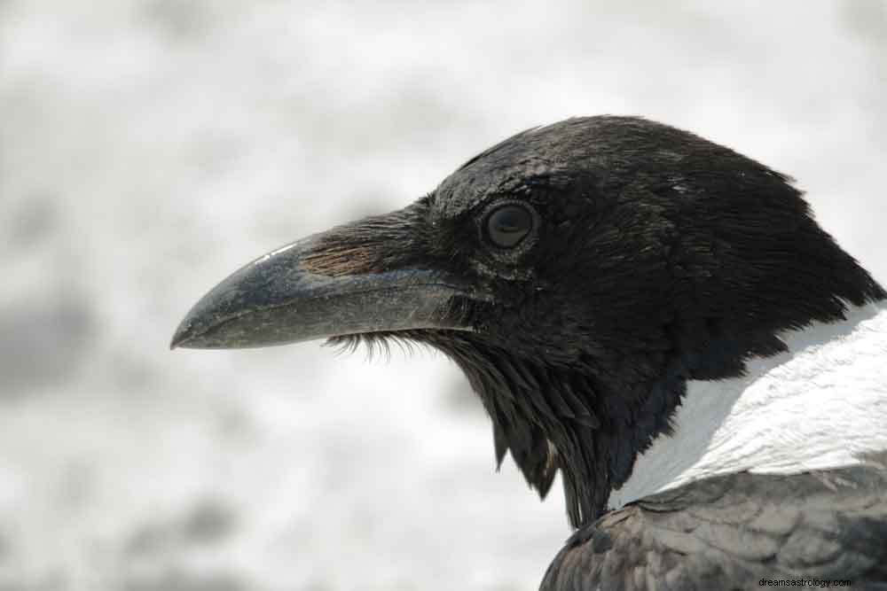 Significato del simbolo del sogno del corvo 