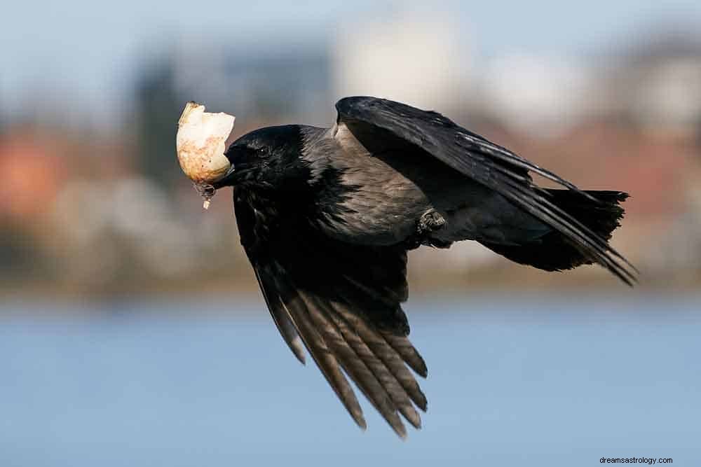 Arti Simbol Mimpi Burung Gagak 