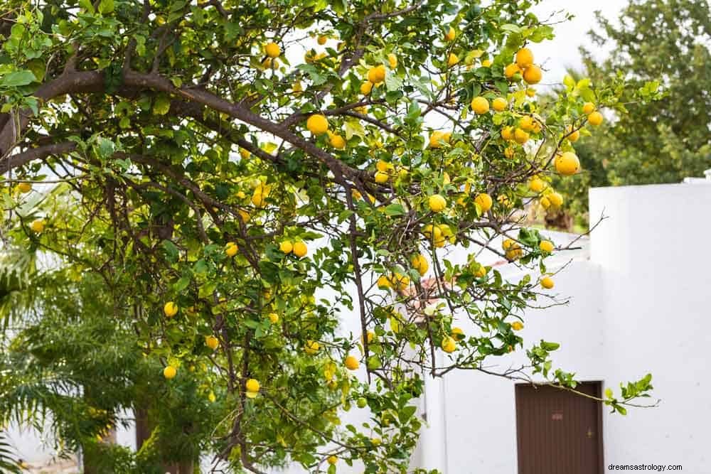 Λεμονικός συμβολισμός στα όνειρα 