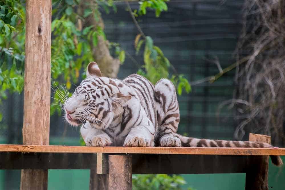 Tigersymbolikk og drømmebetydning 