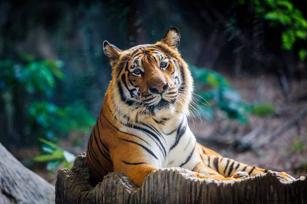 Simbolismo della tigre e significato del sogno 