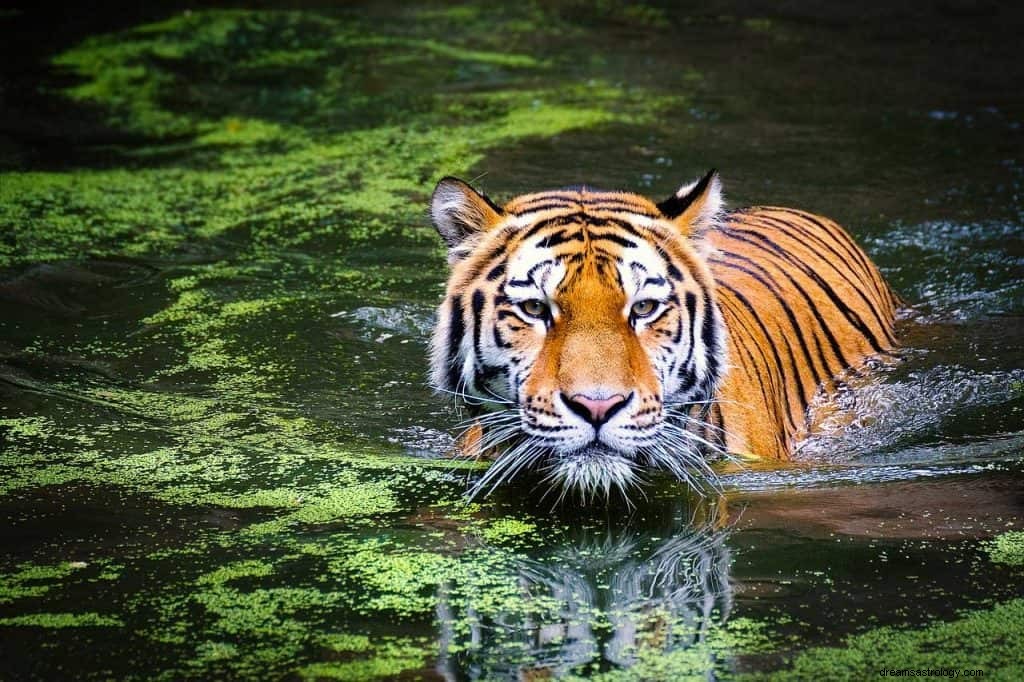 タイガーシンボリズムと夢の意味 