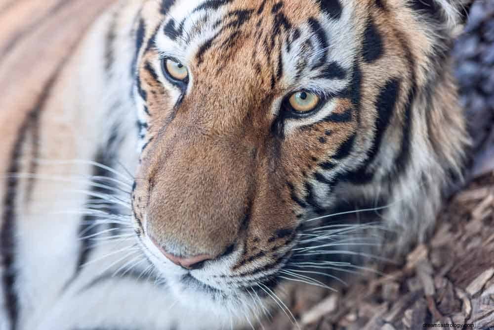 タイガーシンボリズムと夢の意味 