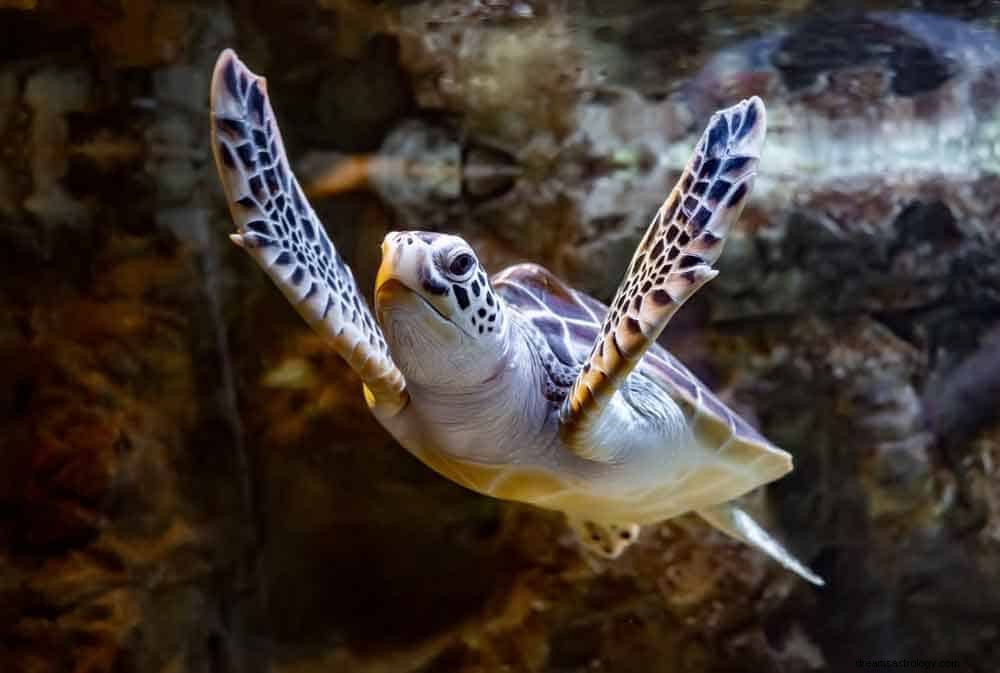 Signification du rêve de tortue 