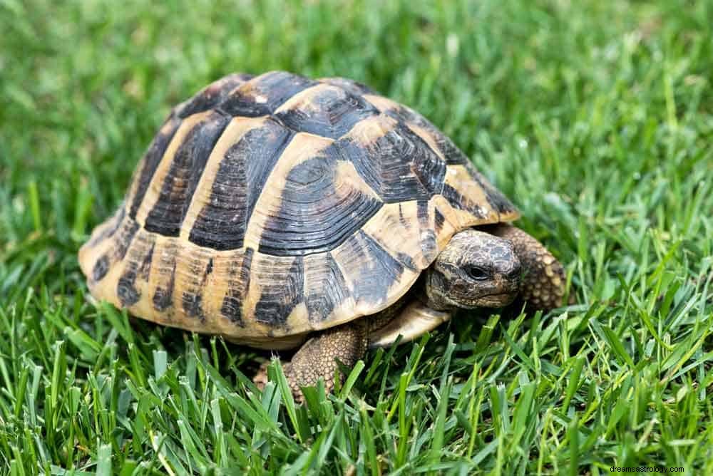 Schildkröten-Traum Bedeutung 