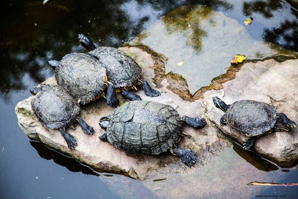 Signification du rêve de tortue 