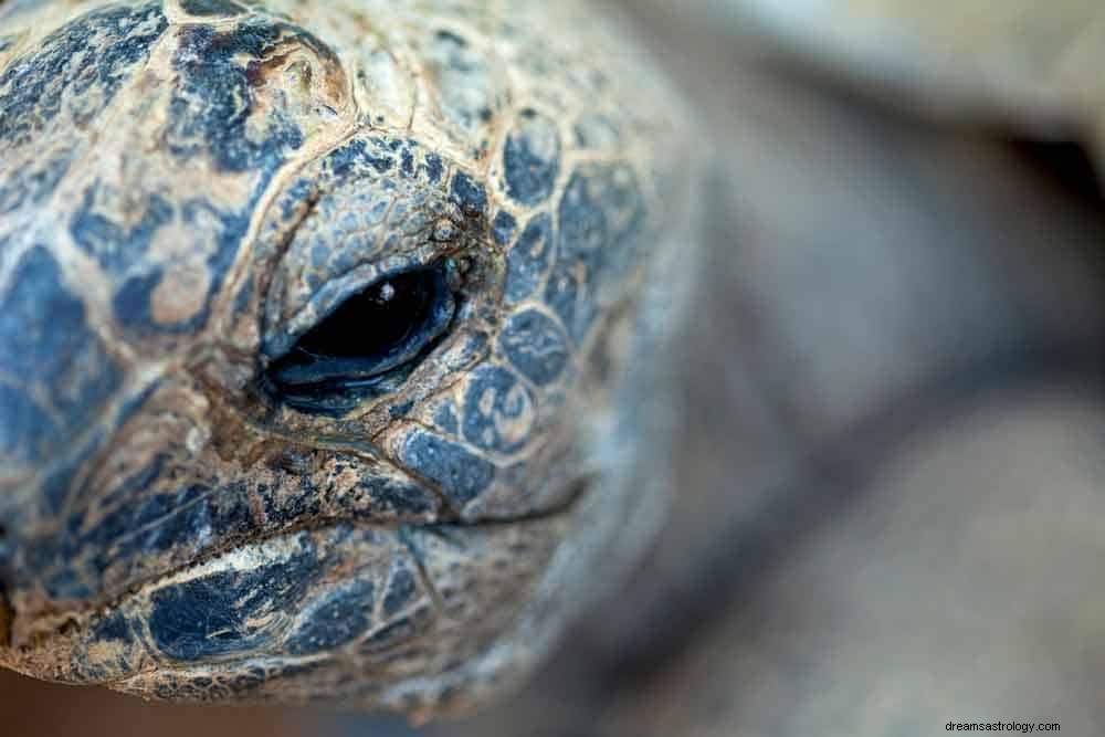 Schildpad Droom Betekenis 