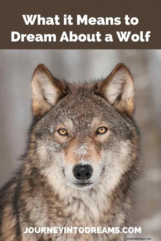 Wolf Traum Bedeutung 