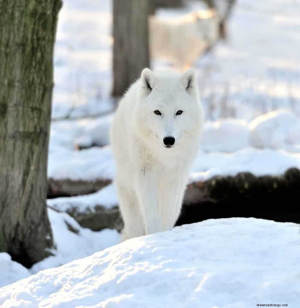 Signification du rêve de loup 