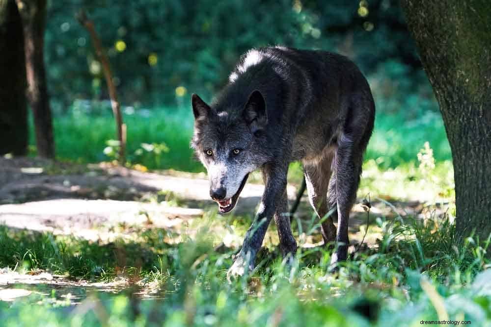 Znaczenie snu wilka 