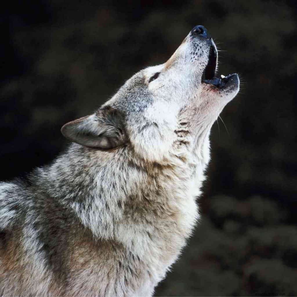 Significado de soñar con Lobo 