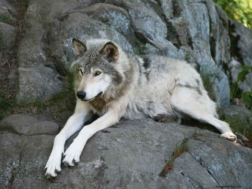 Wolf droom betekenis 