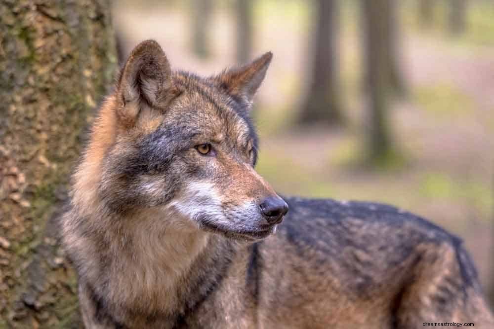 Significado de soñar con Lobo 