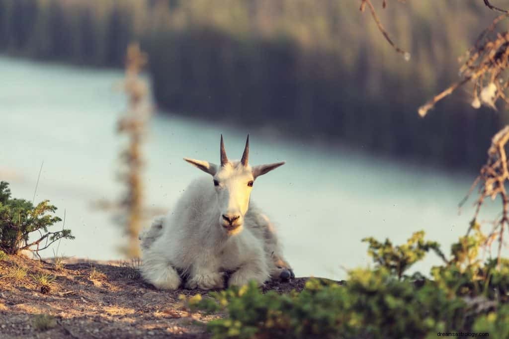 Significado de soñar con Cabras 