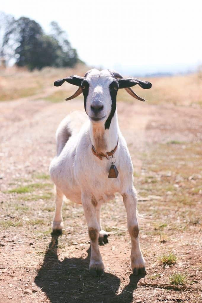 Significado de soñar con Cabras 