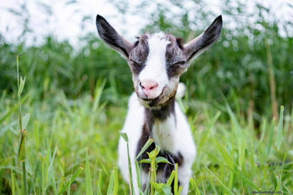 Significado de soñar con Cabras 