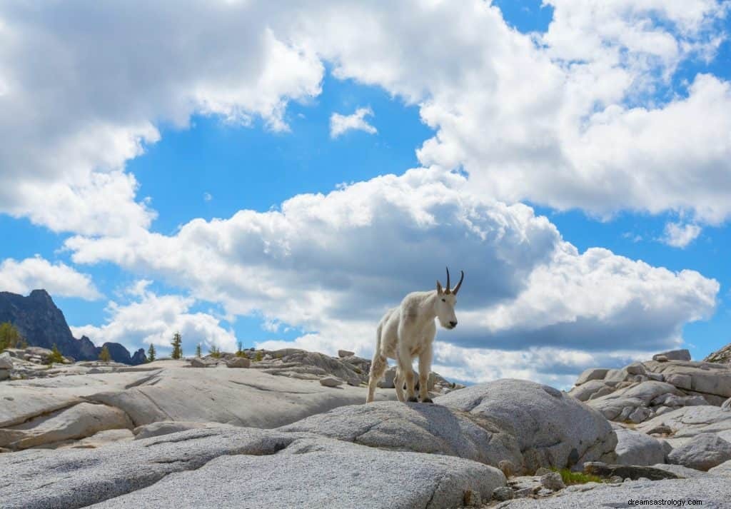 Significado de soñar con Cabras 