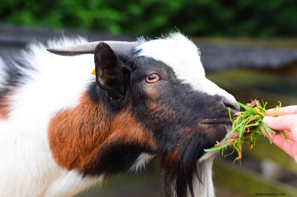 Significado de soñar con Cabras 