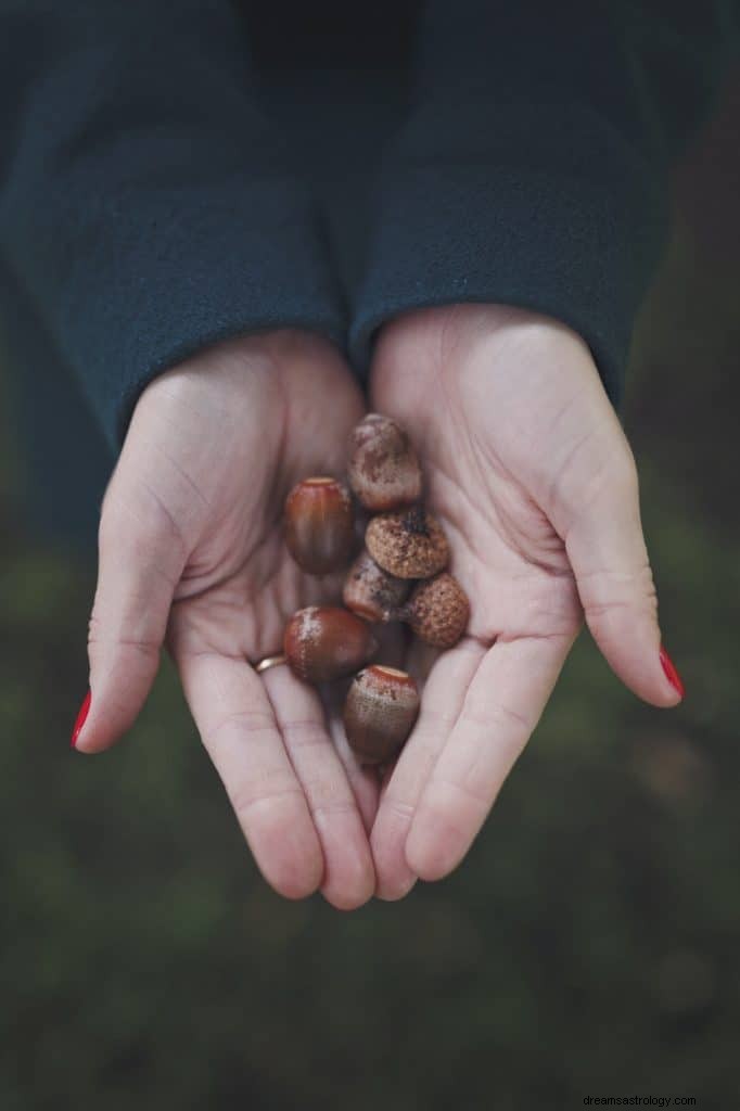 Acorn Dream Betydning 