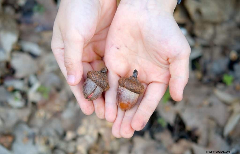 Acorn Dream Betydelse 