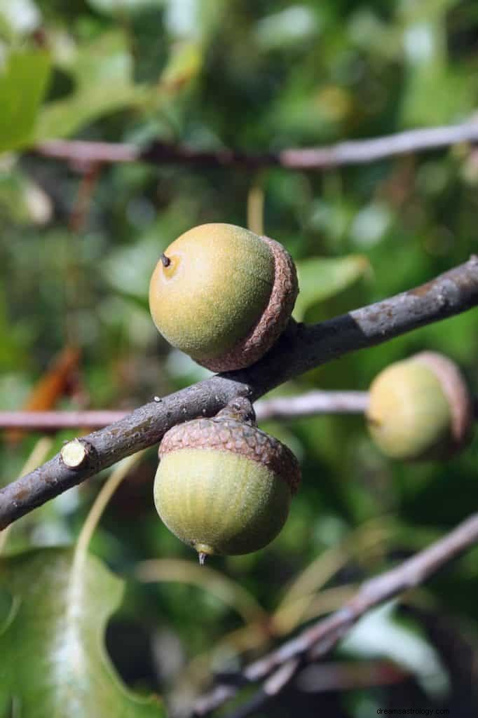 Acorn Dream Betydelse 