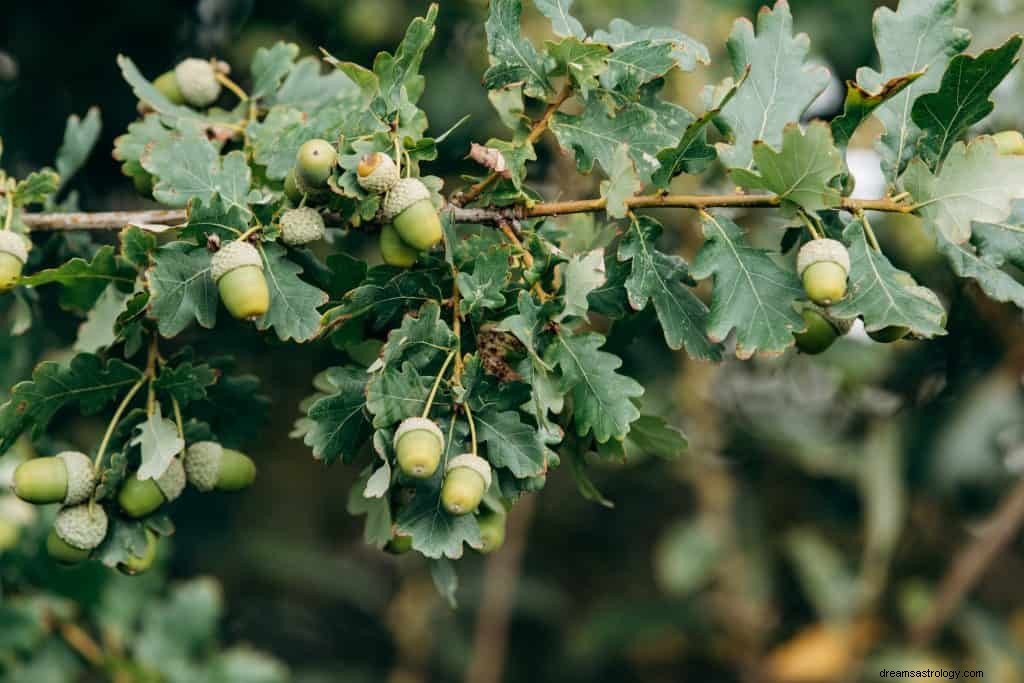 Acorn Dream Betydelse 