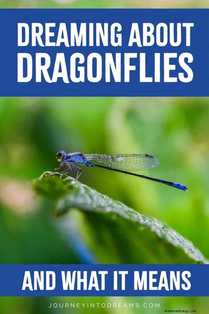 Dragonflys betydning og symbolikk 