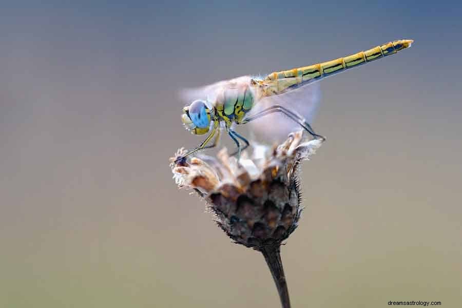 Significato e simbolismo della libellula 
