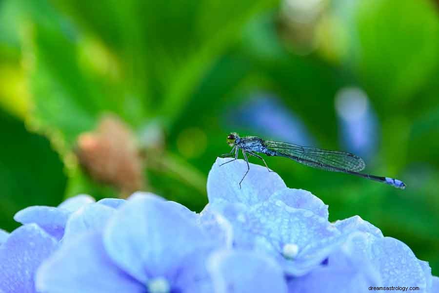 Dragonflys betydning og symbolikk 