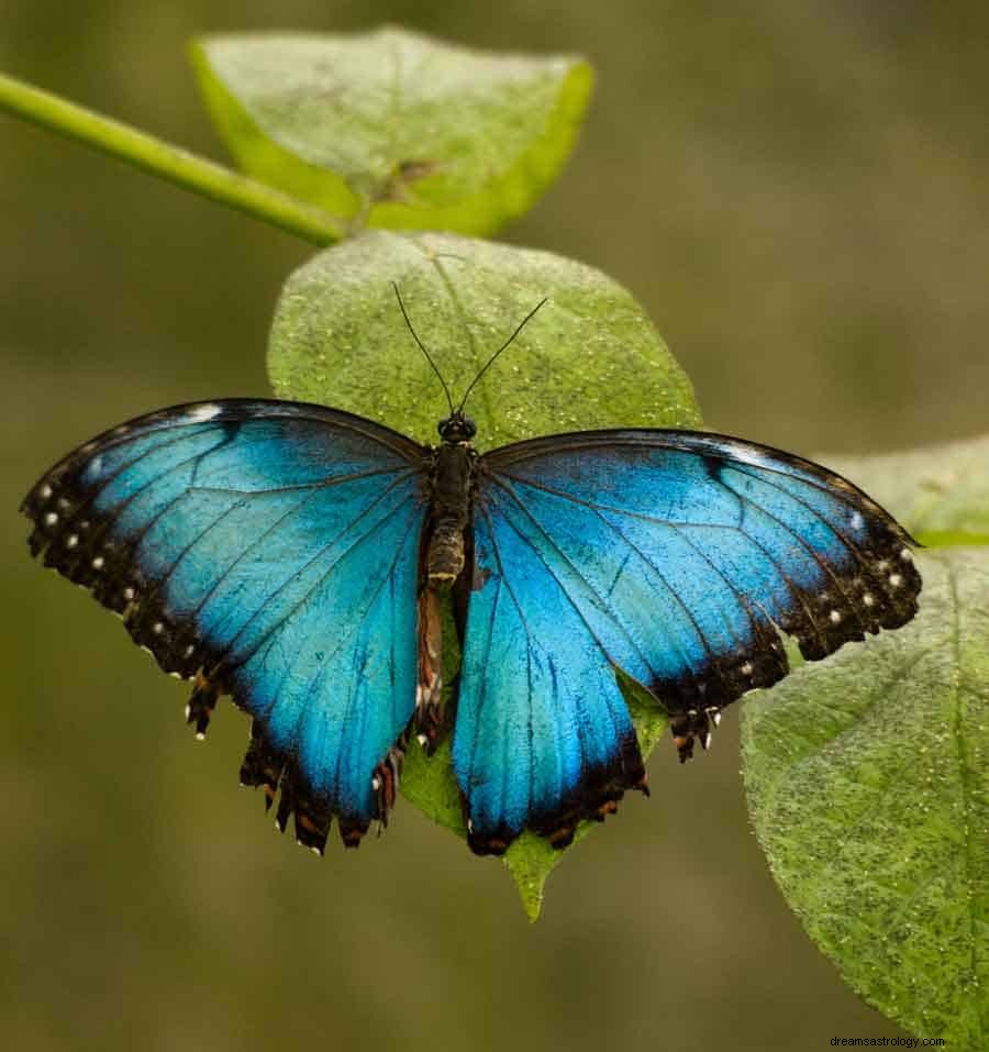 Signification et symbolisme du rêve de couleur bleu 