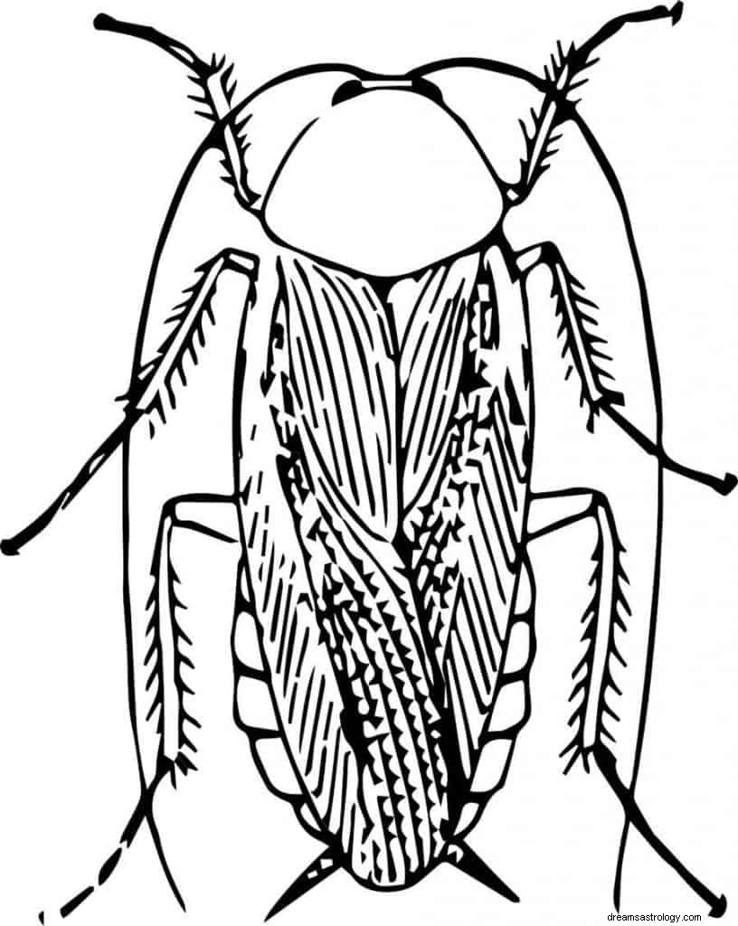 Έννοια του ονείρου κατσαρίδα 