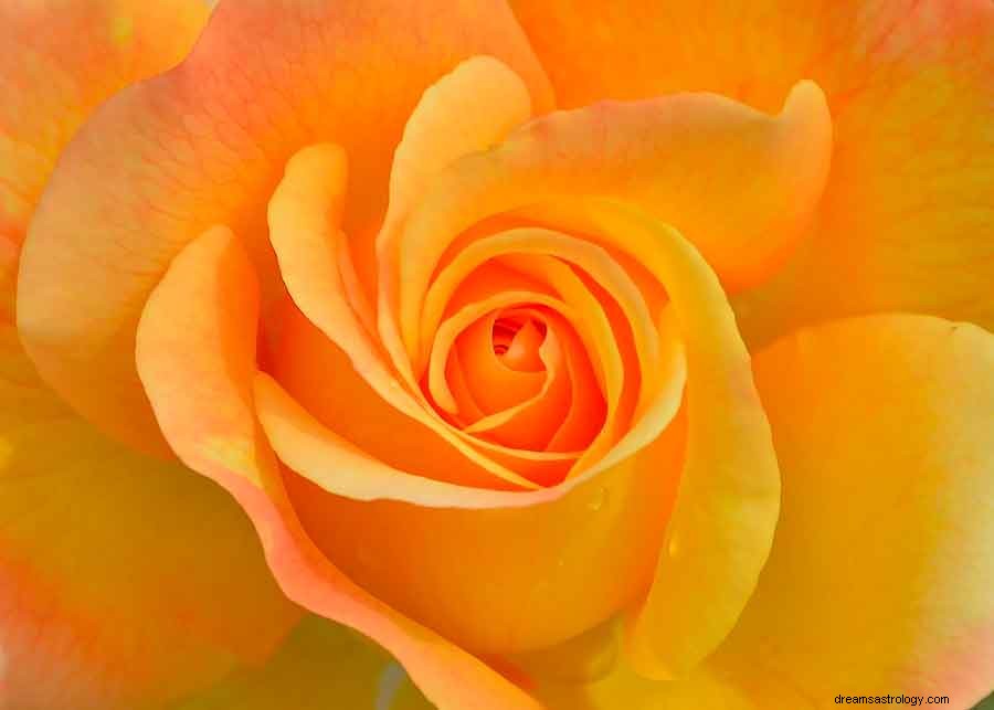 Simbolismo del Color Naranja y Significado de Soñar 