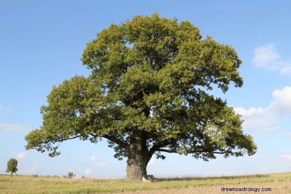 Dromen over bomen – interpretaties en veelvoorkomende scenario s